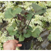 Języczka 'Osiris Cafe Noir' Ligularia