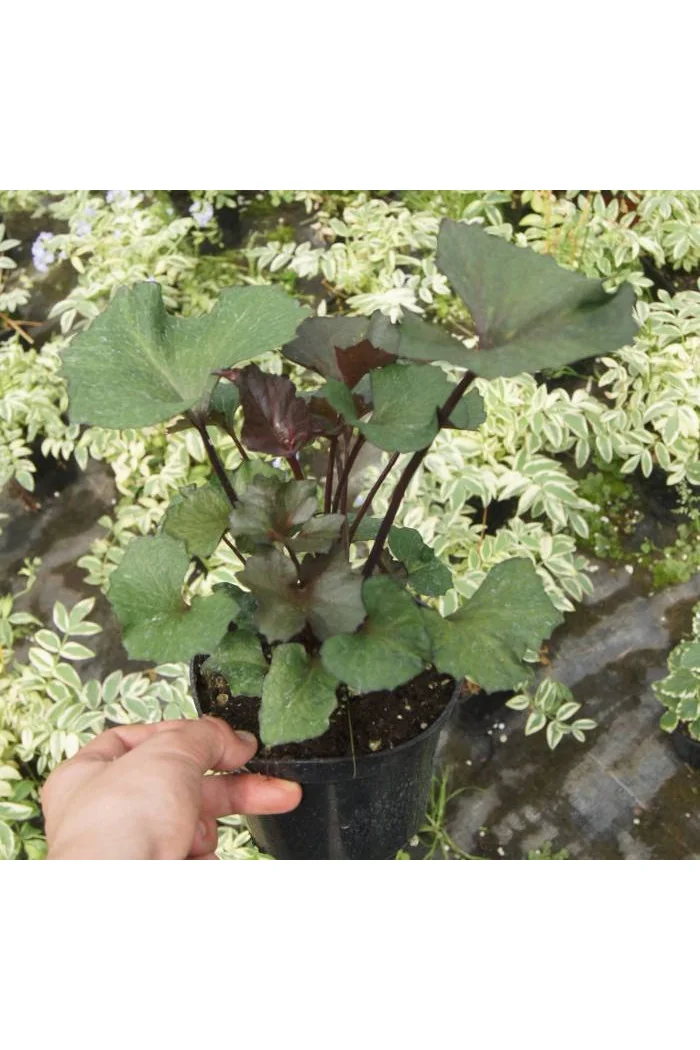 Języczka 'Osiris Cafe Noir' Ligularia