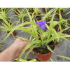 trzykrotka, Tradescantia