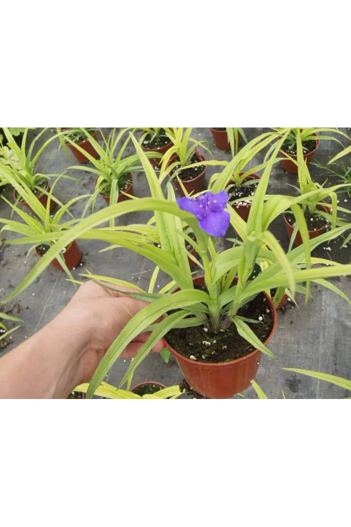trzykrotka, Tradescantia