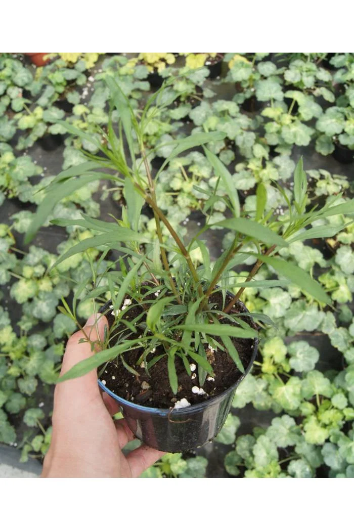 Nachyłek 'Center Stage' Coreopsis