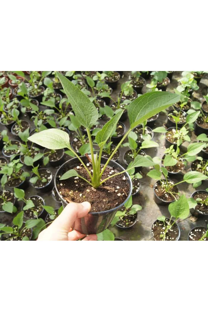 Jeżówka 'Greenline' Echinacea