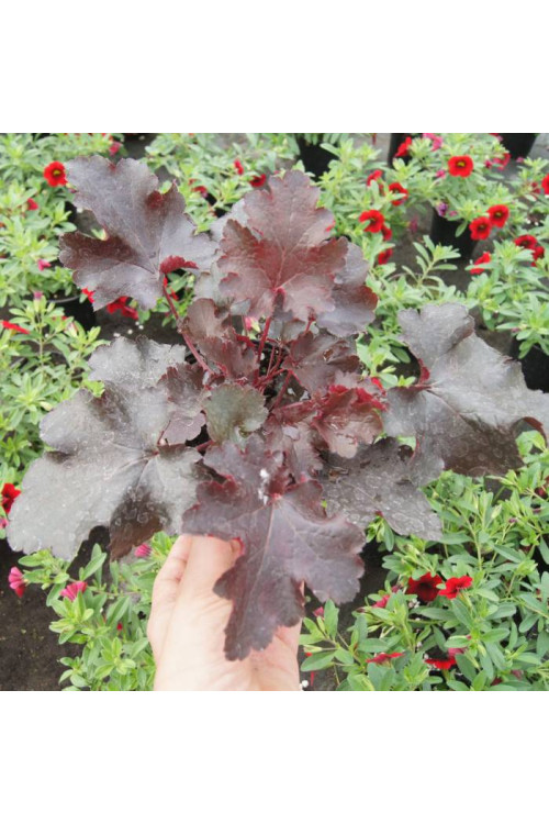 Żurawka 'Black Beauty' Heuchera