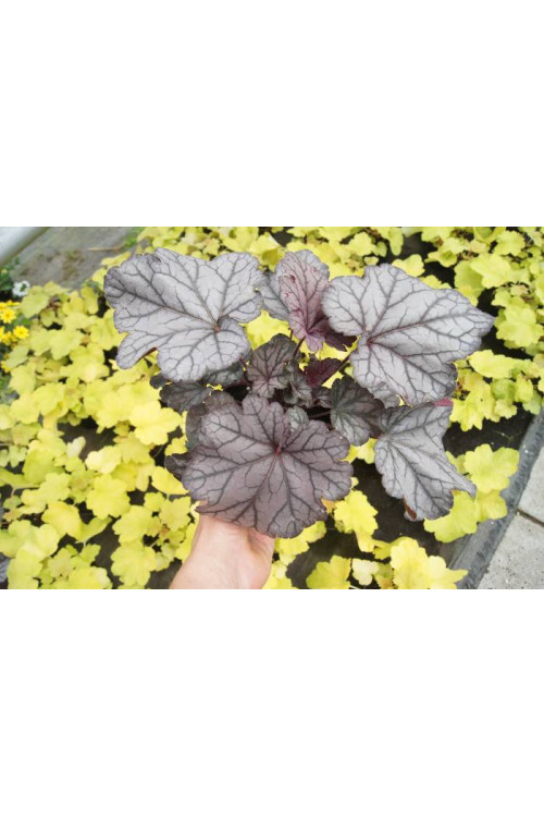 Żurawka 'Spellbound' | Heuchera