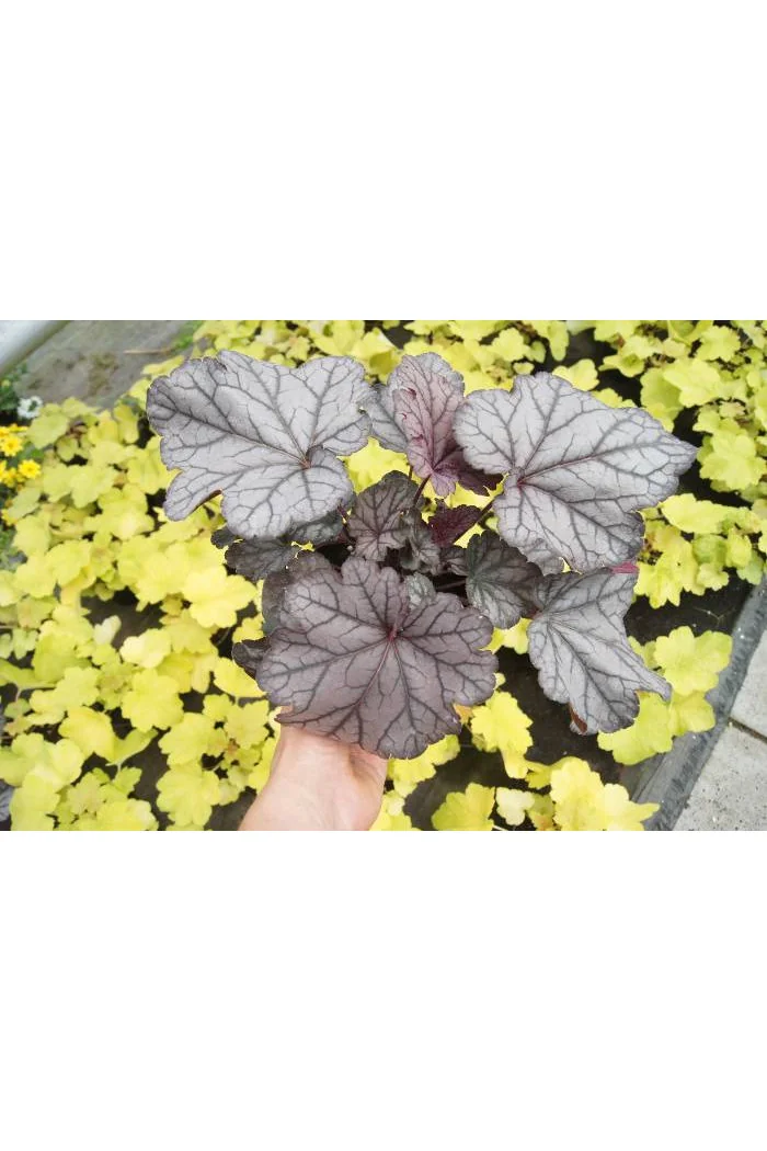 Żurawka 'Spellbound' | Heuchera