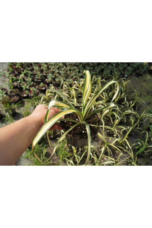 Juka 'Colour Guard' | Yucca