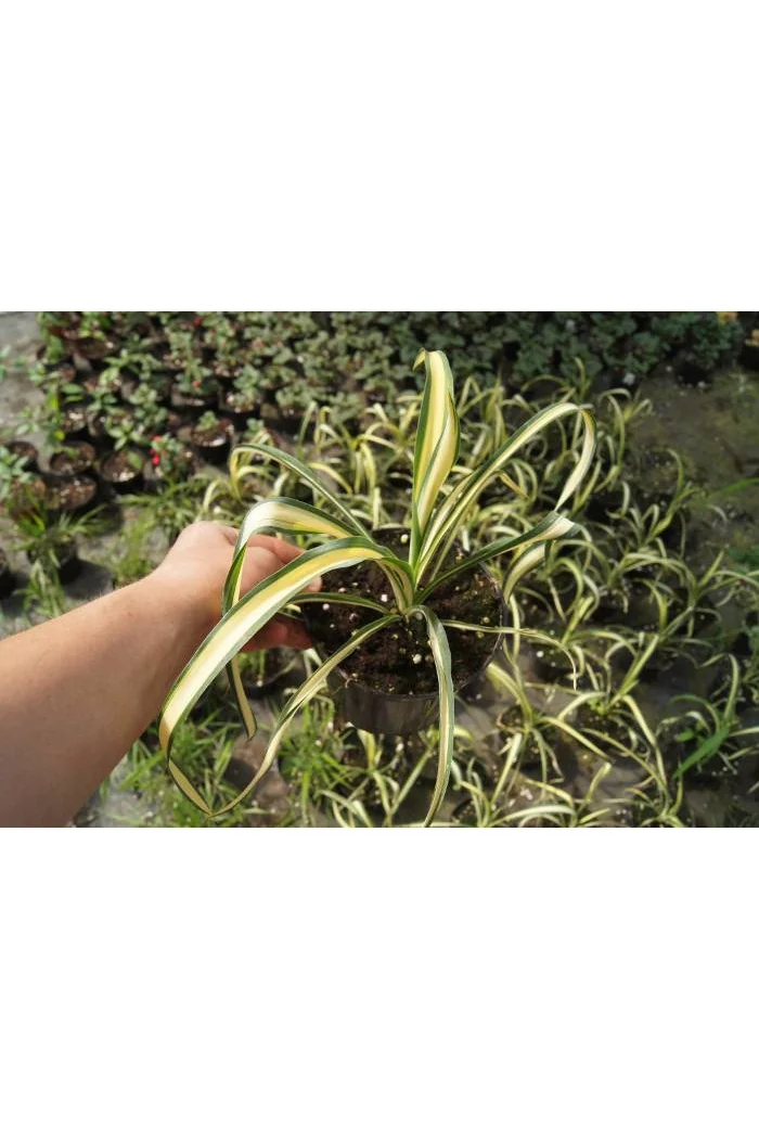 Juka 'Colour Guard' | Yucca