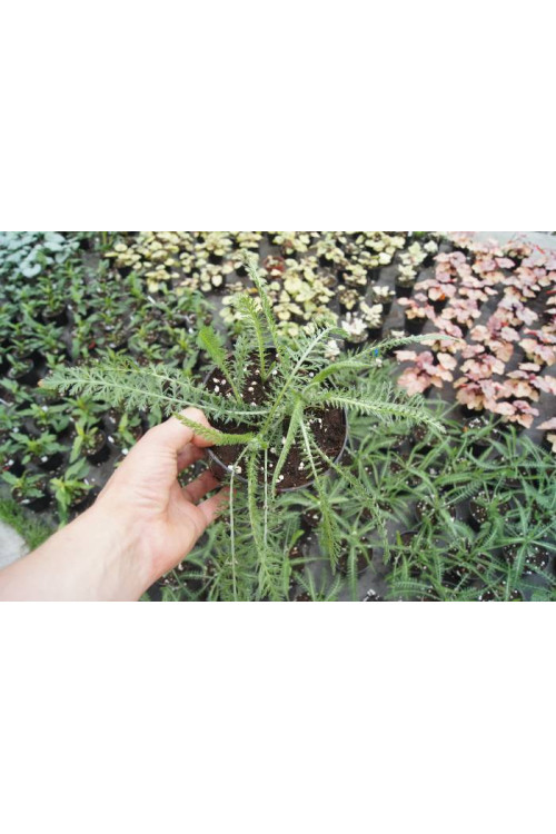 Krwawnik pospolity 'Terracota' | Achillea millefolium