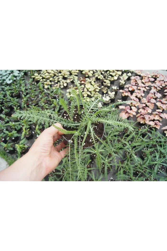 Krwawnik pospolity 'Terracota' | Achillea millefolium