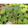 Mukdenia 'Karasuba' | Aceriphyllum