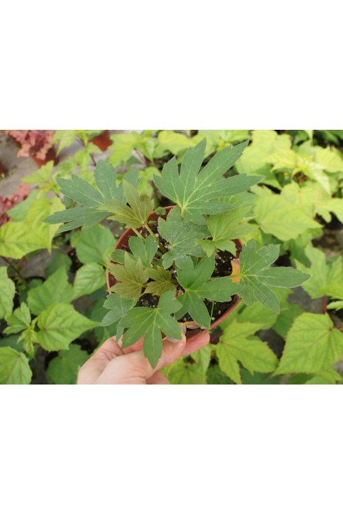 Mukdenia 'Karasuba' | Aceriphyllum