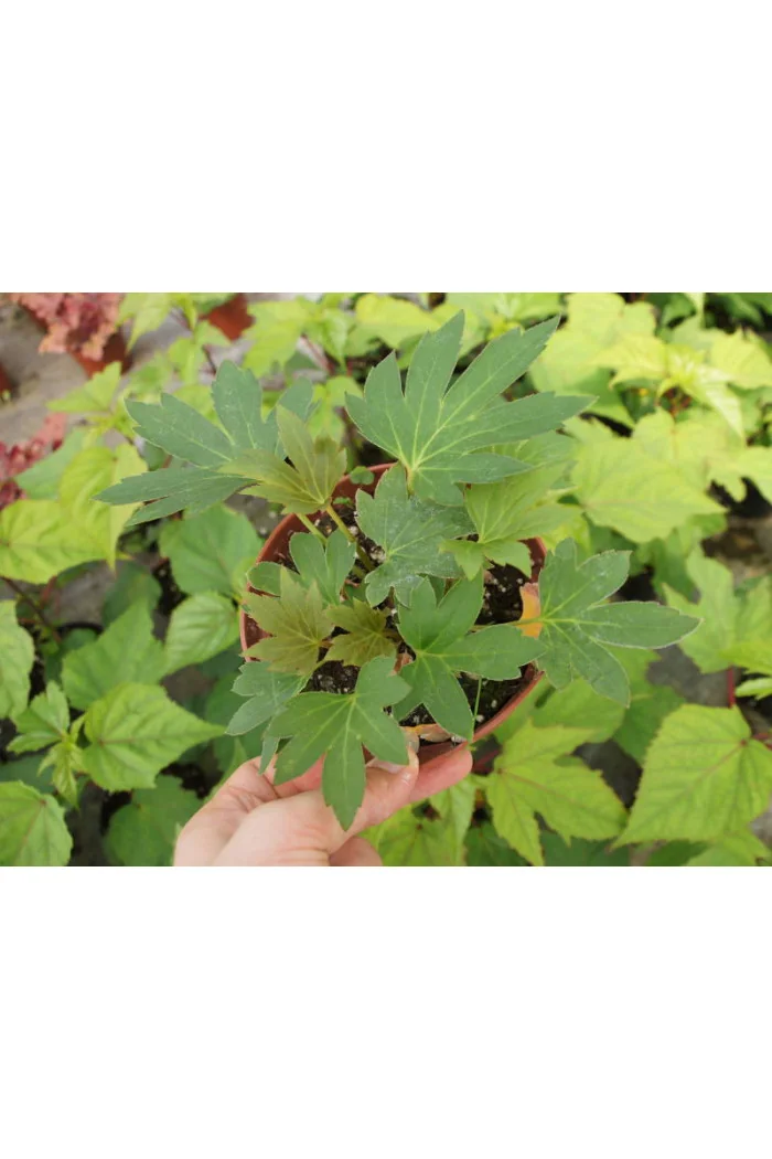 Mukdenia 'Karasuba' | Aceriphyllum