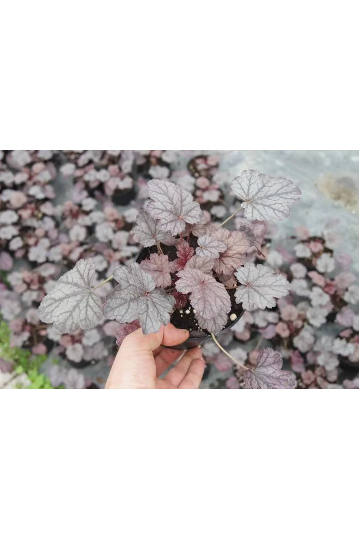 Żurawka 'Milan' | Heuchera