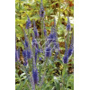 Przetacznik 'Blauteppich' Veronica spicata