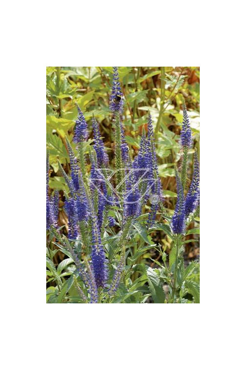 Przetacznik 'Blauteppich' Veronica spicata