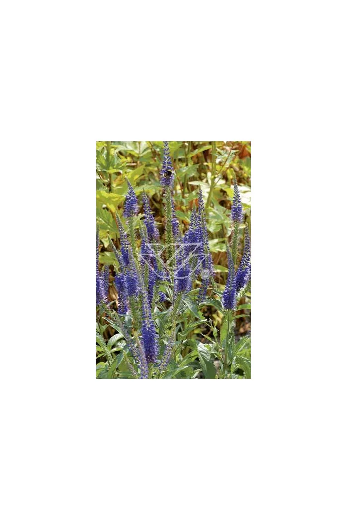 Przetacznik 'Blauteppich' Veronica spicata