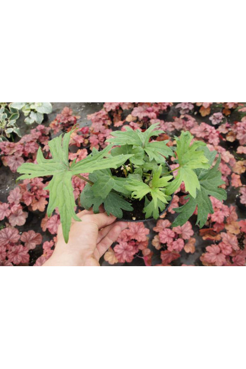 Języczka 'Dragon Wings' Ligularia