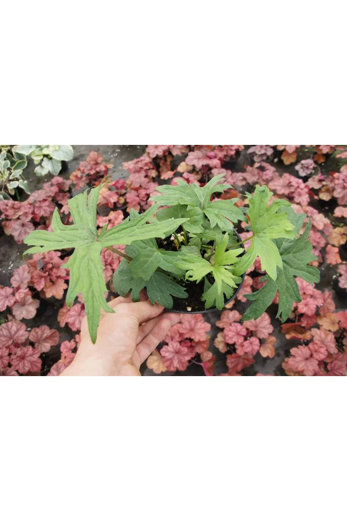 Języczka 'Dragon Wings' Ligularia