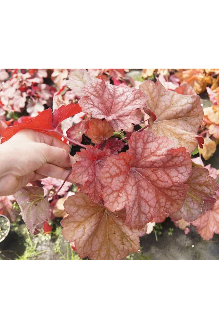 Żurawka 'Berry Smoothie'| Heuchera