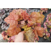 Żuraweczka (Żurawka) 'Redstone Falls' Heucherella
