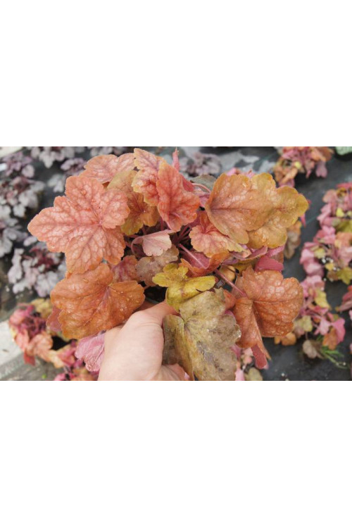 Żuraweczka (Żurawka) 'Redstone Falls' Heucherella