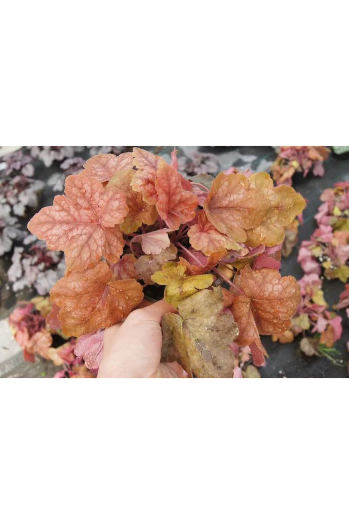 Żuraweczka (Żurawka) 'Redstone Falls' Heucherella