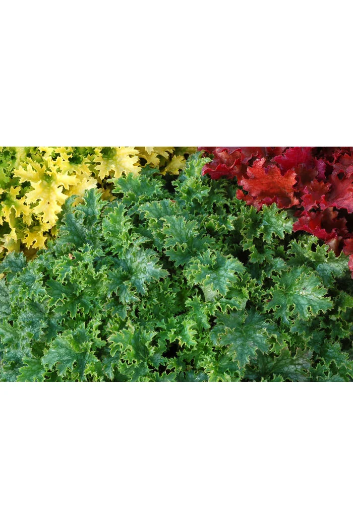 Żurawka 'Apple Crisp' | Heuchera