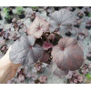 Żurawka 'Creole Nights' Heuchera