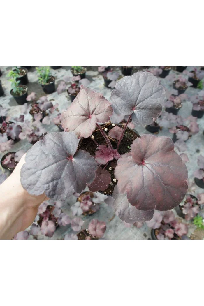 Żurawka 'Creole Nights' Heuchera