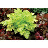 Żurawka 'Pear Crisp' Heuchera