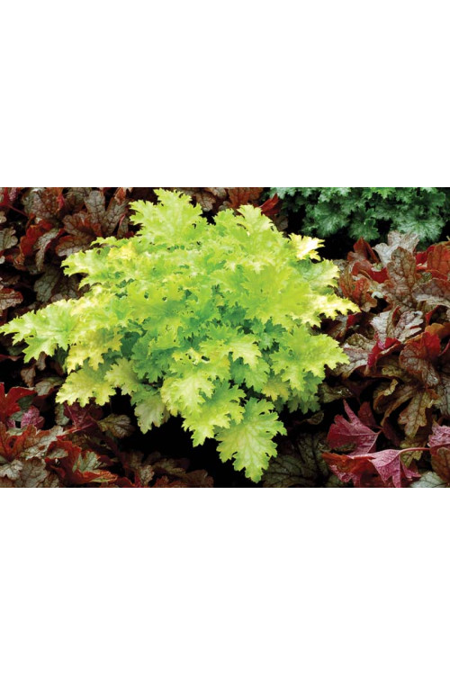 Żurawka 'Pear Crisp' Heuchera