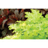 Żurawka 'Pear Crisp' Heuchera