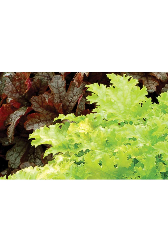 Żurawka 'Pear Crisp' Heuchera