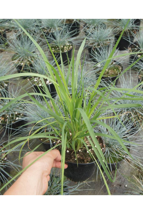 Erianthus (mrozoodporna trawa pampasowa) | Erianthus ravennae