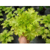 Żurawka 'Pear Crisp' Heuchera