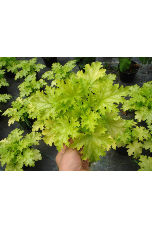 Żurawka 'Pear Crisp' Heuchera