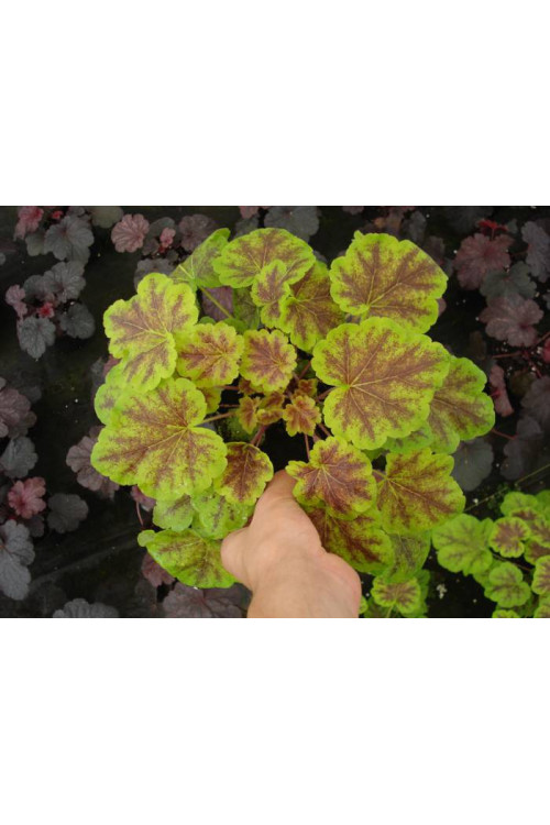 Żuraweczka (Żurawka) 'Solar Eclipse' | Heucherella