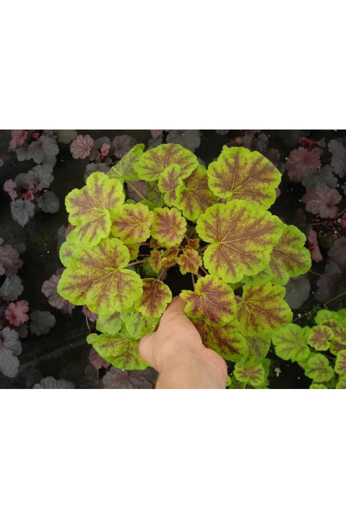 Żuraweczka (Żurawka) 'Solar Eclipse' | Heucherella