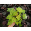 Żuraweczka (Żurawka) 'Sunrise Falls' Heucherella