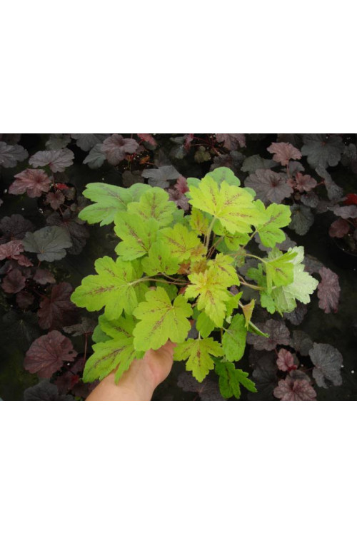 Żuraweczka (Żurawka) 'Sunrise Falls' Heucherella