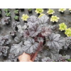 Żurawka 'Cinnabar Silver' Heuchera