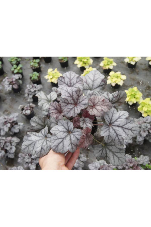 Żurawka 'Cinnabar Silver' Heuchera