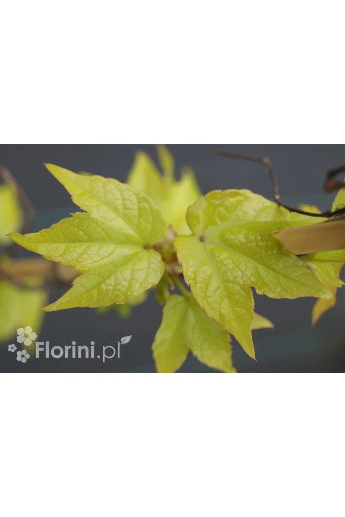 Winobluszcz, winobluszcz Fenway Park, winobluszcz o żółtych liściach, Parthenocissus