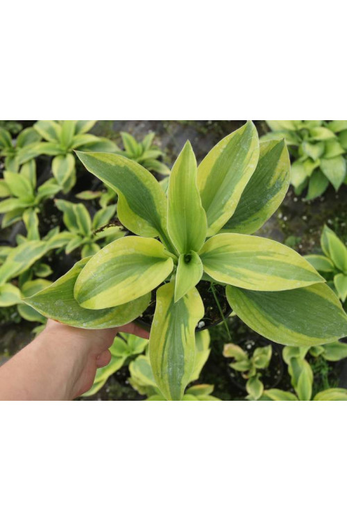 Funkia 'Gemini Moon' Hosta