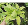 Funkia 'August Moon' Hosta