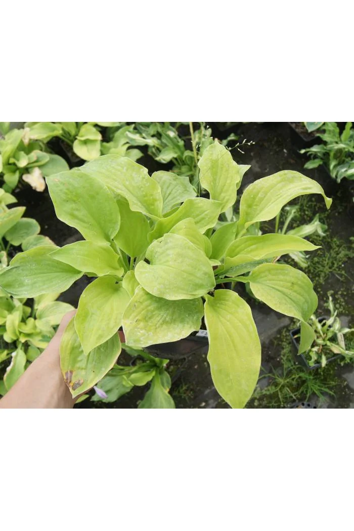 Funkia 'August Moon' Hosta