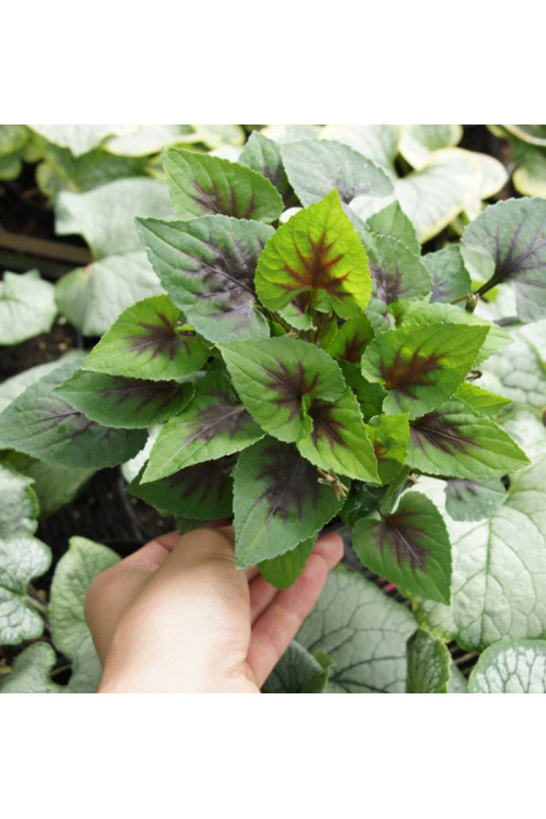 Fiołek 'Heartthrob' | Viola