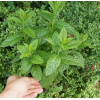 Mięta 'Hillary's Sweet Lemon' | Mentha species