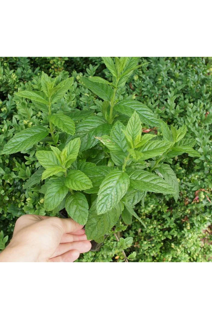 Mięta 'Hillary's Sweet Lemon' | Mentha species