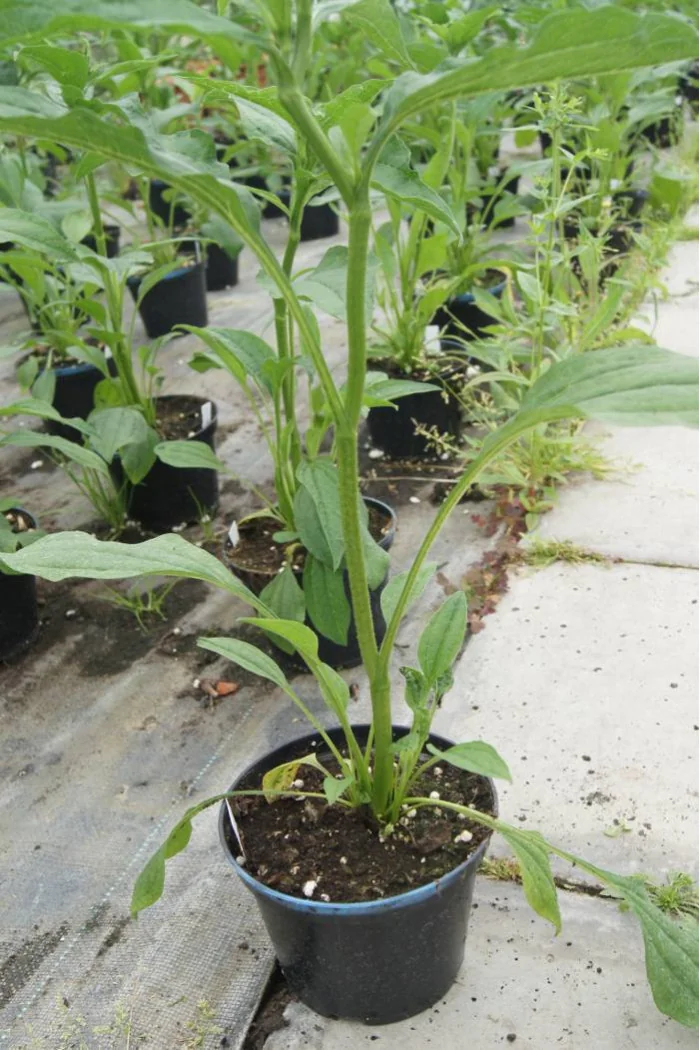 Jeżówka 'Secret Lust' Echinacea